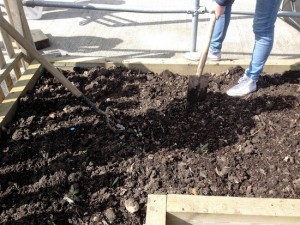Lennon and Chris (TY students) mulching potato beds with our organic compost