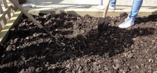 Lennon and Chris (TY students) mulching potato beds with our organic compost