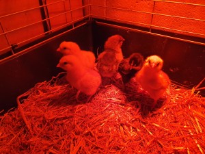 Chicks