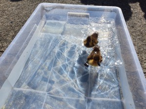 Ducklings Swim
